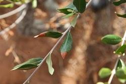 Che malattia hanno alcuni Olivi del Salento leccese?