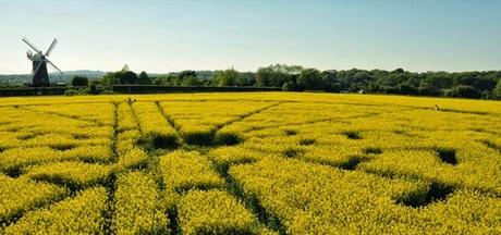 Visitare il Wiltshire per i cerchi nel grano