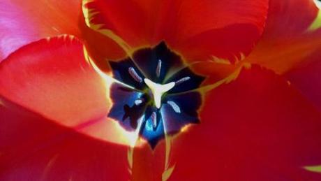 Tulip Morges detail