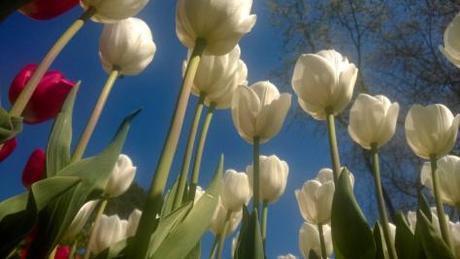 Tulip_Morges