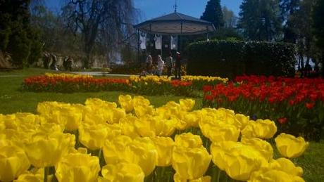 Tulips Morges