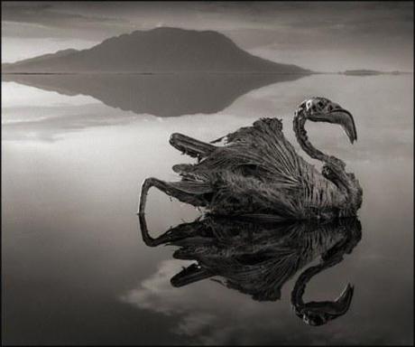 Gli animali pietrificati del Lago Natron