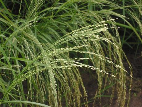 Teff_pluim_Eragrostis_tef