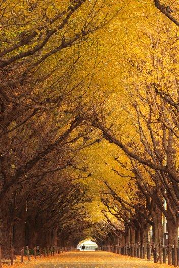 20 Tunnel naturali per una passeggiata magica