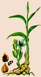 Cardamomo, olio essenziale | Salute