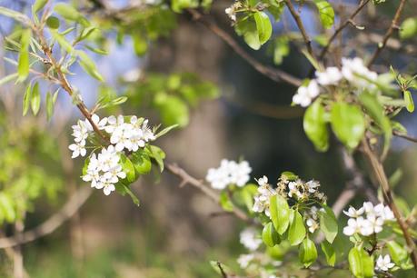 Smilingischic | Sandra Bacci | Fleur des Amis-1010, flowers, campagna 