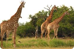 E’ online il nuovo sito di Equatori Viaggi