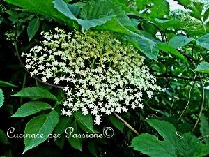 fiore di sambuco