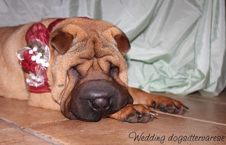 http://instagram.com/weddingdogsittervarese