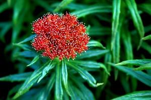 Rhodiola