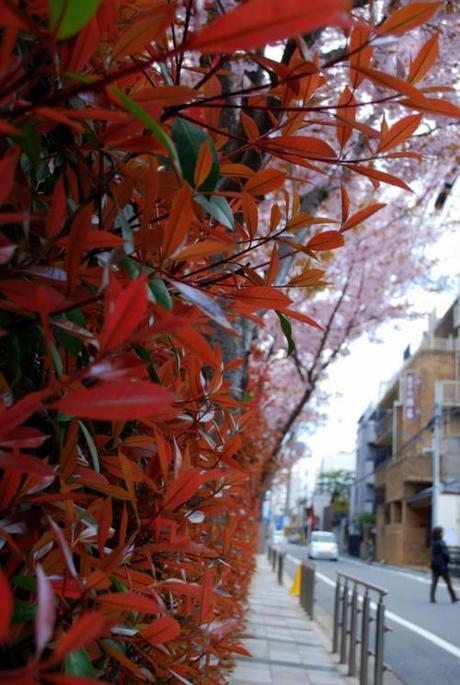 A Kyoto  (foto di Patrick Colgan, 2014)