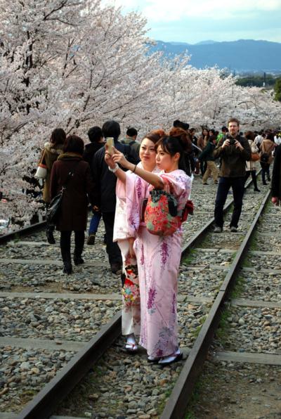 Fra i ciliegi a Keage, Kyoto (foto di Patrick Colgan, 2014)