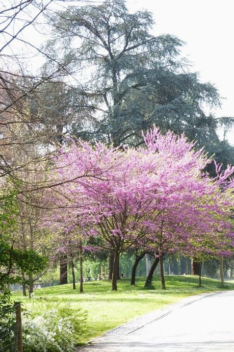 Spring in Milan: Parco Sempione