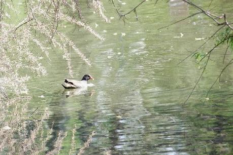 Spring in Milan: Parco Sempione