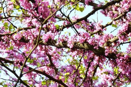 Spring in Milan: Parco Sempione