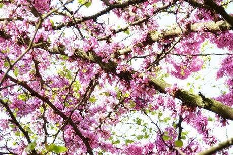 Spring in Milan: Parco Sempione