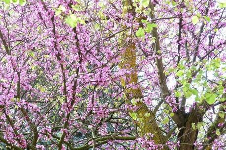 Spring in Milan: Parco Sempione