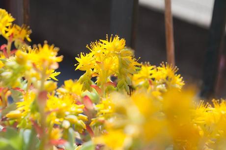 Yellow Beauty...