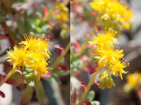 Yellow Beauty...