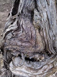 Terra. Che cosa, se non metamorfosi, è il compito a cui ci solleciti? Buone festività di Pasqua agli amici di Tenuta di Fessina