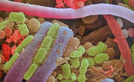 Proprio dentro di noi uno esiste uno dei più complessi ecosistemi della Natura