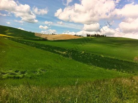 Appunti di viaggio: alla scoperta del Chianti delle colline pisane