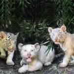 I tre cuccioli bianchi del Bengala nati nello zoo di Buenos Aires (foto)