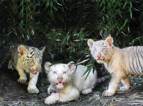 I tre cuccioli bianchi del Bengala