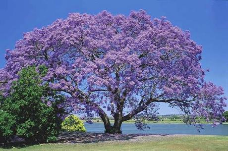 Un albero azzurro fra gli alberi verdi