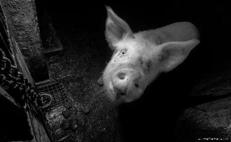 Mattia Mariuccini – Il sacrificio della carne (fotoreportage)