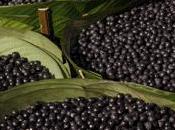Bacche Acai
