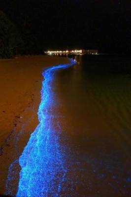 MALDIVE – La spiaggia che si illumina come un cielo stellato+Foto