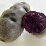 La Patata Viola O Vitelotte damgas in cucina