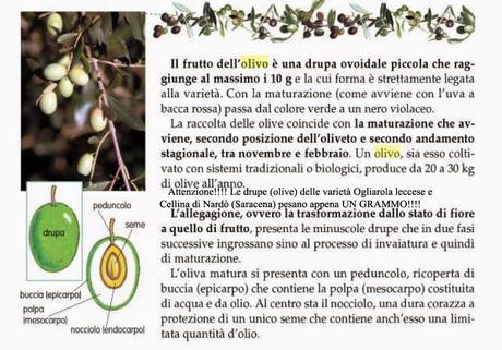 Olivo alcune illustrazioni