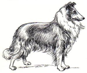 Collie_(PSF)