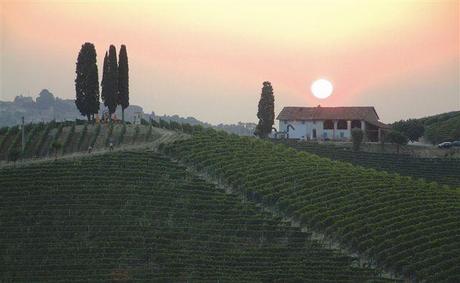 Nelle vigne della Barbera, dove l’arte si mescola ai filari