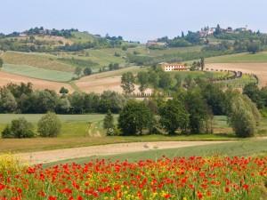 via_francigena_verso_il_mare_collina(1)