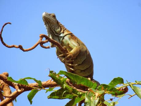 San Andrés: fra pirati e iguane