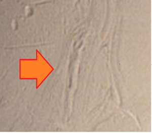 Le fratture nei ghiacci di Encelado sono segni di Geyser che spaccano il ghiaccio