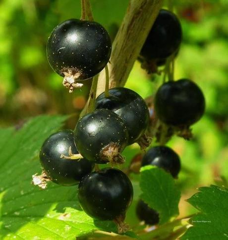 Ribes Nero, contro mali invernali ed allergie