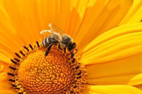 I tanti benefici del polline