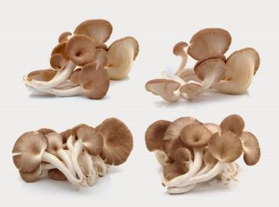 Curarsi con i funghi (micoterapia)