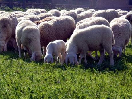 Non mangiate carne di agnello