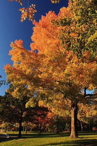 Mount-Royal turns to Autumn