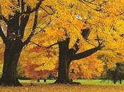 Aurore d’Autunno