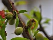 Raviole pesche (del albero)