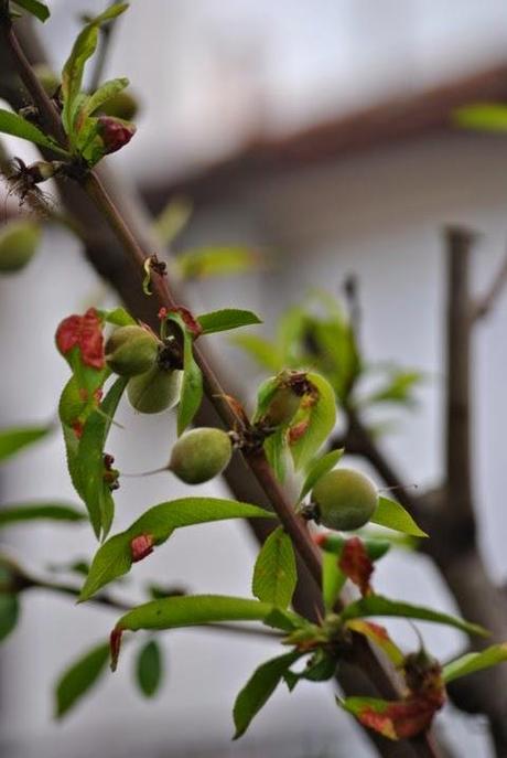 Raviole con pesche (del mio albero)