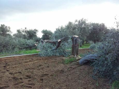 Deliberazione della Giunta Regionale N. 580 DEL 02-04-2014  Misure fitosanitarie urgenti per Teradicazione della Xylella