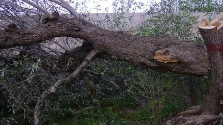 Deliberazione della Giunta Regionale N. 580 DEL 02-04-2014  Misure fitosanitarie urgenti per Teradicazione della Xylella