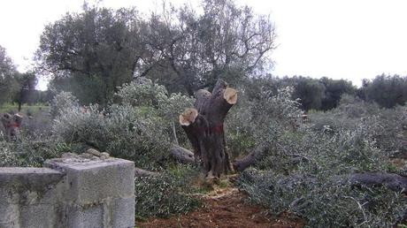 Deliberazione della Giunta Regionale N. 580 DEL 02-04-2014  Misure fitosanitarie urgenti per Teradicazione della Xylella